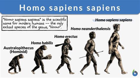 How long have homosapiens been on earth. Things To Know About How long have homosapiens been on earth. 